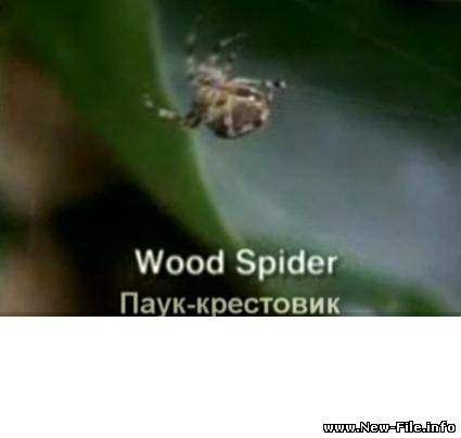 Пауки наркоманы