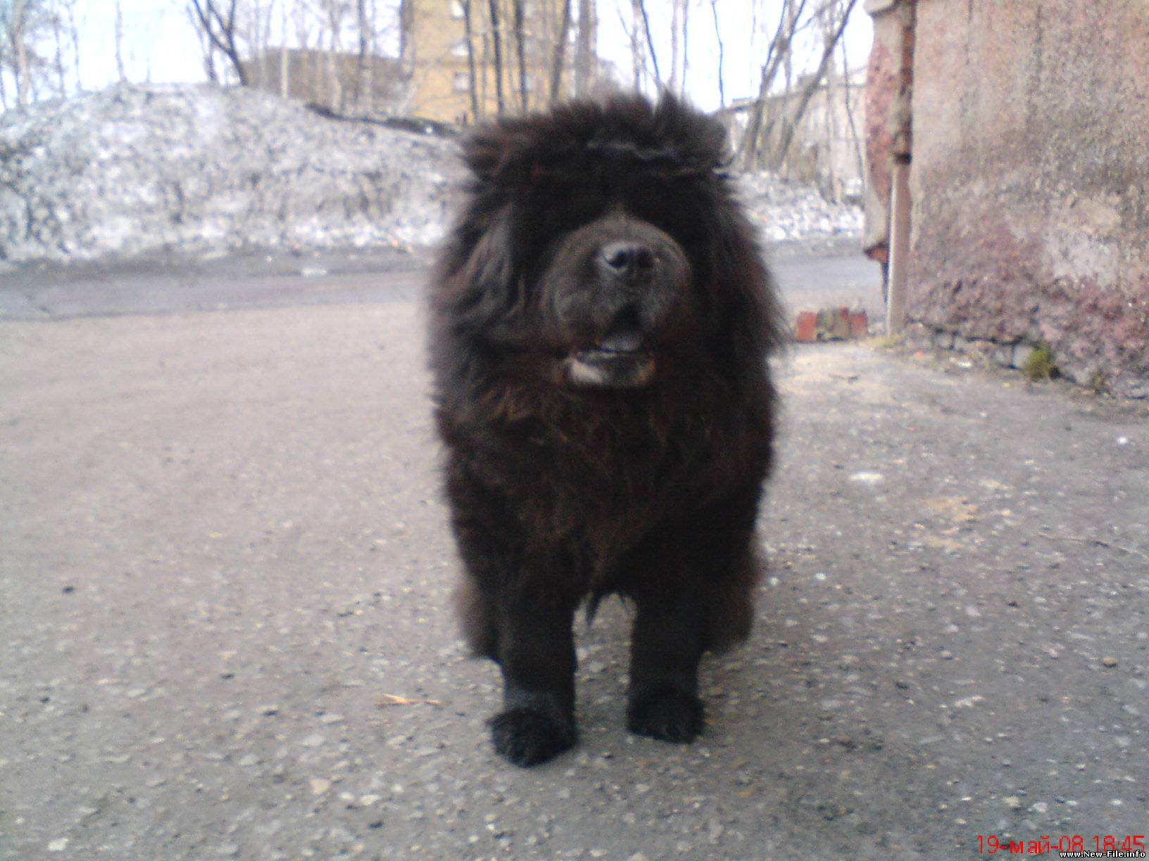 скачать бесплатно архив с кучей фотографий собак чау-чау