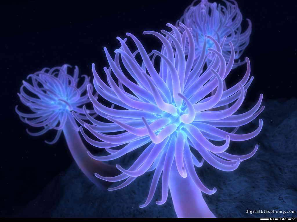 сборник разнообразных обоев высокого класса