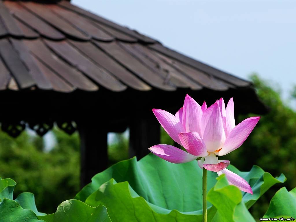 120 ВЫСОКОКЛАСНЫХ  обоев о природе, животных