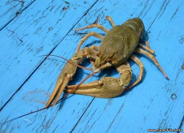 Очень смешной видео ролик «Хитрый рак»