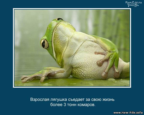 Сборник видеороликов. На тему - ЗАХОХОЧЕШСЯ.