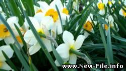 Обои на рабочий стол: цветы.