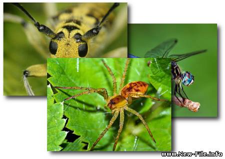 Wallpapers Насекомые