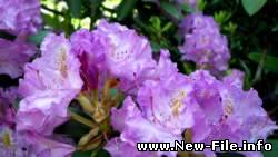 Обои на рабочий стол: цветы.