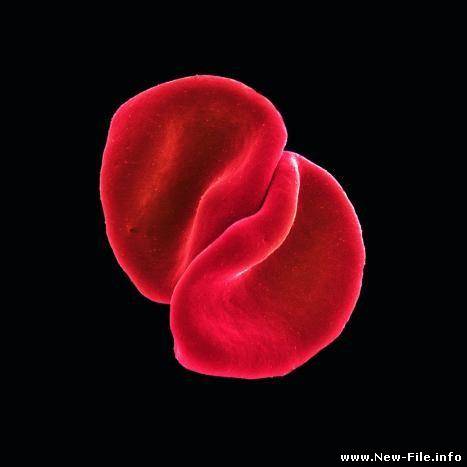 Peter Gabriel 2010 Scratch My Back