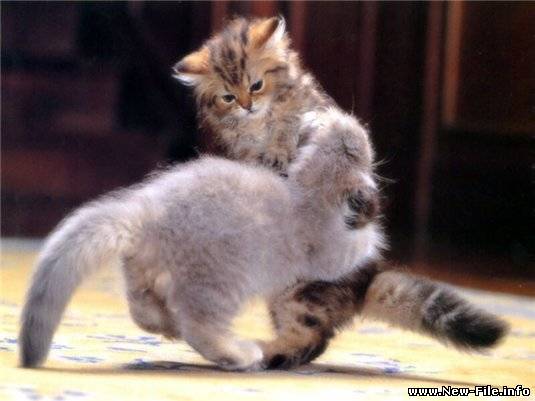 Смешные котята! видео