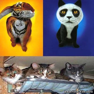 Веселые картинки