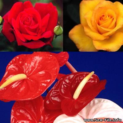 Фото цветов