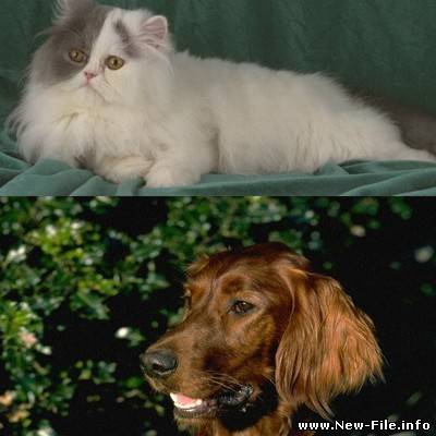Кошки и собаки (фото)