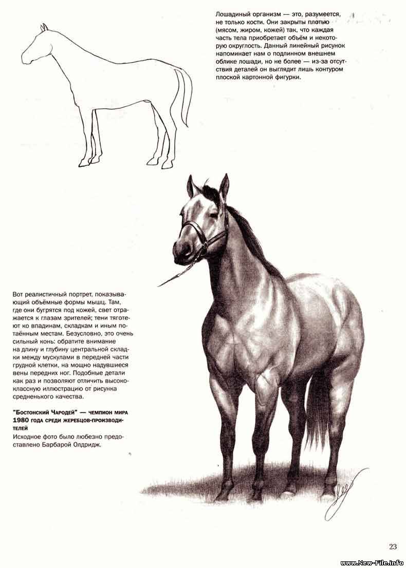 Учимся рисовать лошадей