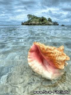 Анимированные заставки на мобильные телефоны (240x320)