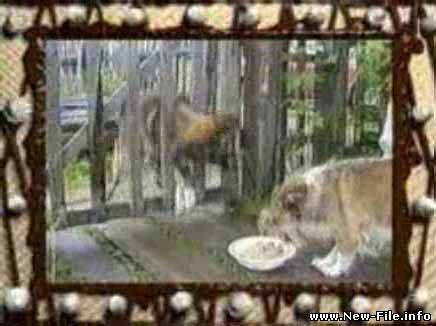 Прикольный видео ролик про собак