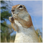 "Турбо - Суслик" Дмитрий Лёушкин. Скачать!!!