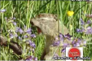 Озвучка месяца!!! Супер!!!