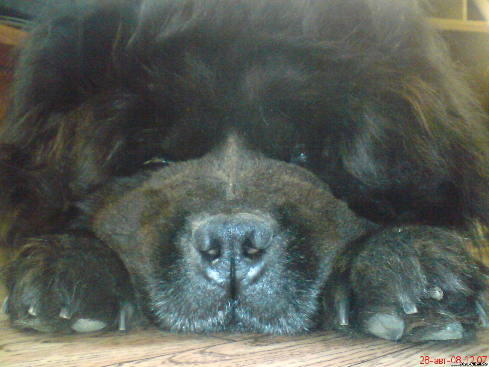 Скачать бесплатно. Картинка чау-чау.