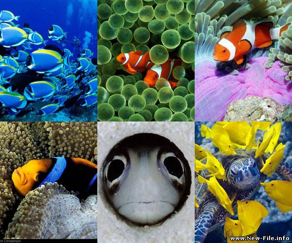 Красивые и качественные обои моря. 47 шт.