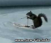 Белка на водных лыжах (видео)