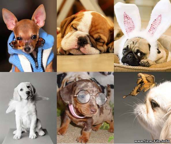 45 красивых картинок и обоев с собаками.