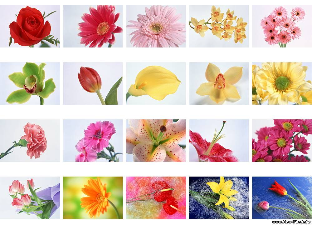 Цветочные обои