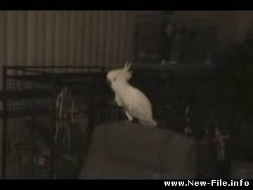 СУПЕР ПОПУГАЙ