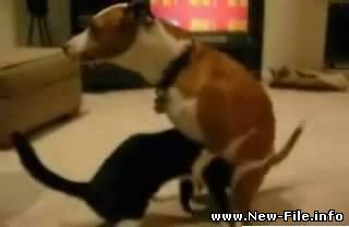 вот как расправляются собаки с подлыми котами)))