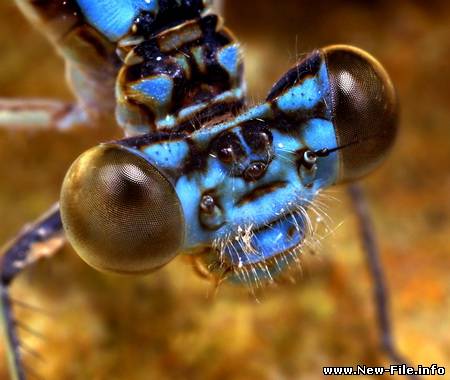 Макрофотографии насекомых