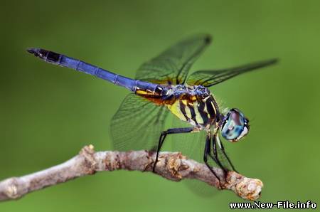 Макрофотографии насекомых